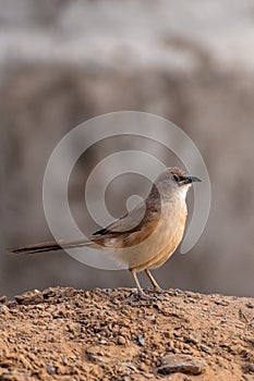 Fulvous Babbler, Fulvous Chatterer, Argya fulva, Turdoides fulva. Sahara desert, Morocco