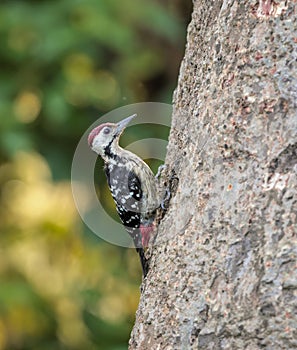 Fulvous-breasted woodpecker (male)