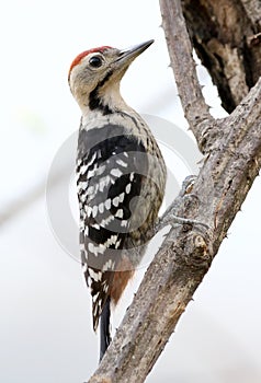 Fulvous-breasted woodpecker photo