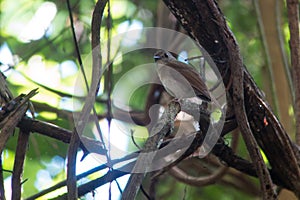 Fulvous-chested jungle flycatcher photo