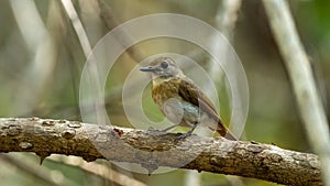 Fulvous-chested Jungle-Flycatcher (Rhinomyias olivacea) in Bali Barat National Park, Bali Island, Indonesia