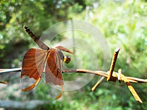 Fulvous forest skimmer