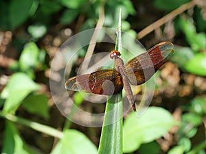 Fulvous forest skimmer Neurothemis fulvia dragonfly resting on pineapple leaf