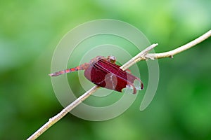 Fulvous forest skimmer resting on a twig