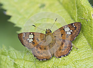 Fulvous pied flat butterfly on the leaf background photo