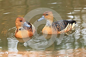 Fulvous tree duck photo