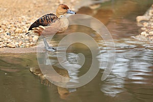 Fulvous whistling duck photo