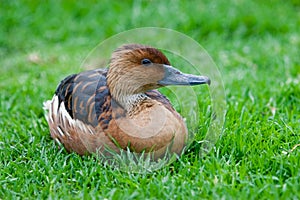 Fulvous Whistling Duck