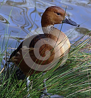 Fulvous Whistling Duck photo