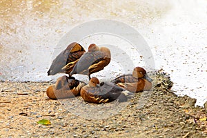 Fulvous Whistling-Duck color brown live together as a family (Dendrocygna bicolor) Fulvous Tree Duck.