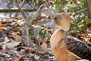Fulvous Whistling Duck photo