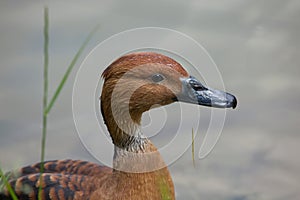 Fulvous whistling duck Dendrocygna bicolor