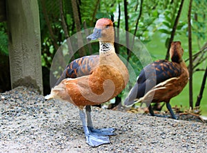 Fulvous Whistling Duck Dendrocygna bicolor tree Ducks photo