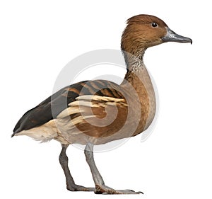 Fulvous Whistling Duck, Dendrocygna bicolor, 5 years old