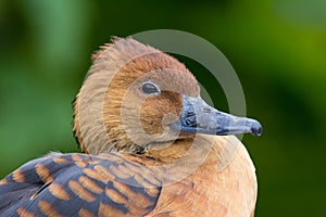 Fulvous whistling duck photo