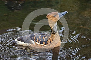 Fulvous whistling duck photo