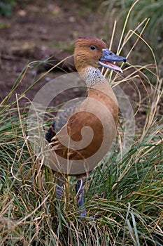 Fulvous whistling duck photo