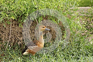 The Fulvous Whistling Duck in front of bush