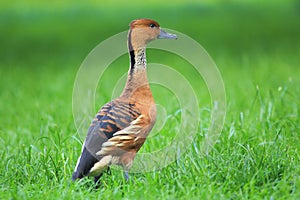 Fulvous whistling duck photo