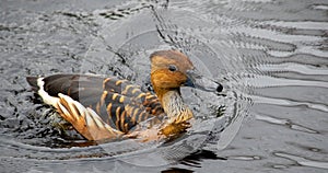Fulvous whistling duck isolated