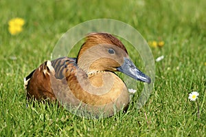 Fulvous Whistling Duck lying on grass photo