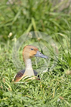 Fulvous Whistling Duck lying on grass photo