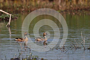 Fulvous Whistling-Duck photo