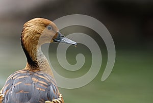 Fulvous whistling duck portrait