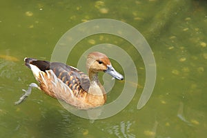 A Fulvous Whistling Duck pushing water with legs