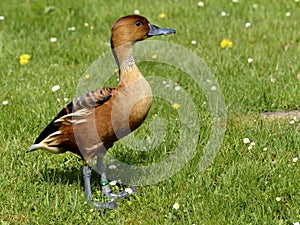 Fulvous Whistling Duck standing on grass photo