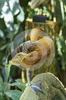 Fulvous whistling duck