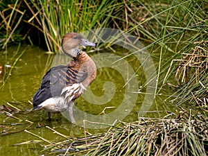 Fulvous Whistling Duck in water photo