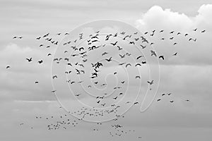 Fulvous whistling ducks migrate on a cloudy day photo