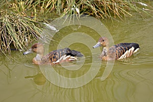 Fulvous Whistling Ducks swimming