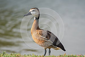 Fulvous and White-faced Whistling Duck Hybrid (Dendrocygna viduata) (Dendrocygna bicolor