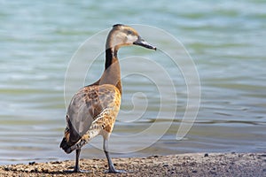 Fulvous and White-faced Whistling Duck Hybrid (Dendrocygna viduata) (Dendrocygna bicolor