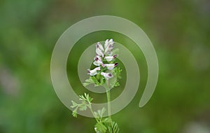 Fumaria capreolata, the white ramping fumitory