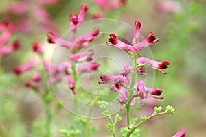 Fumaria officinalis blooming