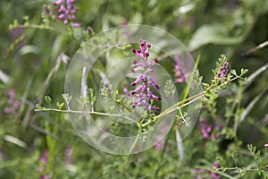 Fumaria officinalis flower close up