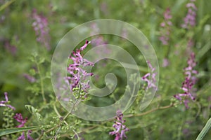 Fumaria officinalis flower close up