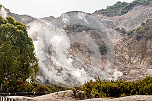 Fumarole vegetation and crater walls of active vulcano Solfatara