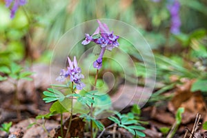 the fumewort Corydalis solida spring flower