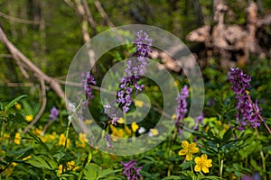 Fumewort and yellow anemone plant in dark forest thicket, light and shadow play, phytomedicine pagan belief herb