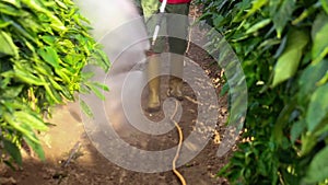 fumigation of plantation, peppers plants in greenhouse