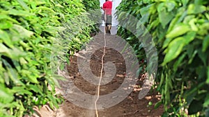 Fumigation of plantation, peppers plants in greenhouse