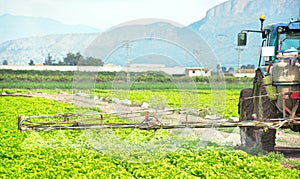 Fumigation of tractor in lettuce field. Spraying insecticide, insecticides, pesticides in agricultural countryside. Pesticides and