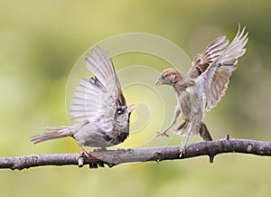 fun angry birds waving feathers and argue on a branch in spring Park