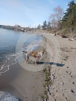 Fun in the Beach Sun