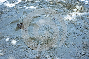 Fun beach sand turtle egg