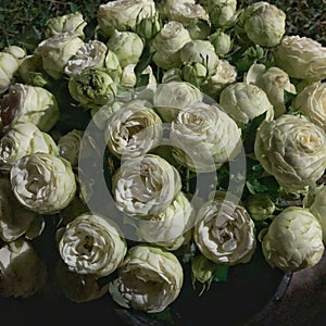 fun and Beautiful bouquet of white roses background